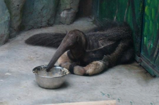 原來恒溫恒濕空調不光為人類服務，還可以服務動物